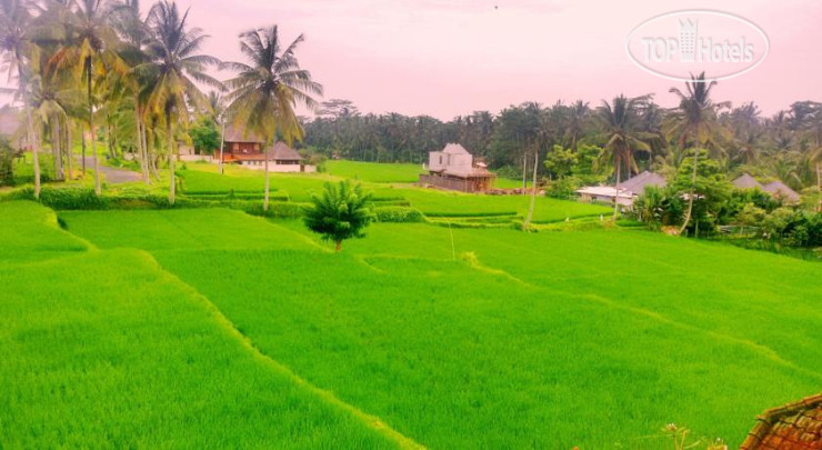 Фото The Suci House Ubud